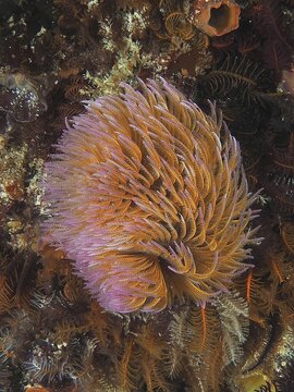 Giant purple fan worm (Sabellastarte longa) with dynamic tentacles surrounded by a colourful sea bed. Dive site False Bay, Cape of Good Hope, Cape Town, South Africa