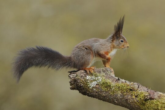 Eurasian red squirrel (Sciurus vulgaris) dark variant, sitting on a branch covered with moss, North Rhine-Westphalia, Germany