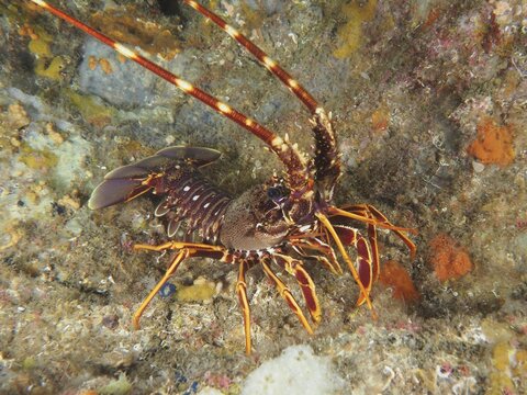 European spiny crayfish (Palinurus elephas) with detailed carapace and long antennae on the seabed, dive site Giens Peninsula, Mediterranean Sea, Porquerolles, Provence, C&ocirc;te d'Azur, France