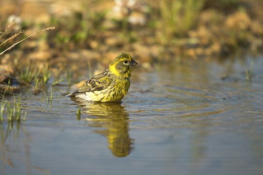European Serin, Serine, Serinus Serinus, Bath, Bird Bath, Birds, Mirror, Passeri, Songbirds, Reflection, Potion, Birdbath, Birds, Watering Place