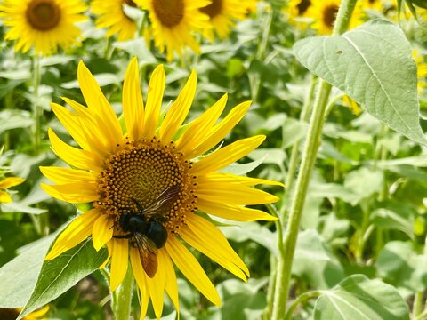 A black carpenter bee collects nectar from the center of a vibrant yellow sunflower in a blooming field
