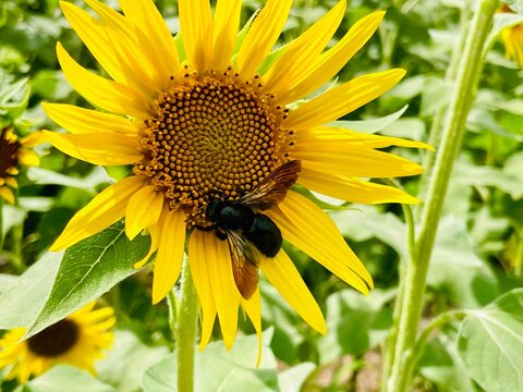 A black carpenter bee collects nectar from the center of a vibrant yellow sunflower in a blooming field