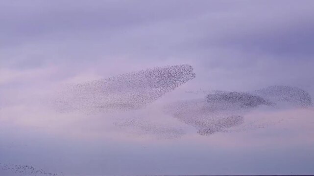 Murmuration of Starlings