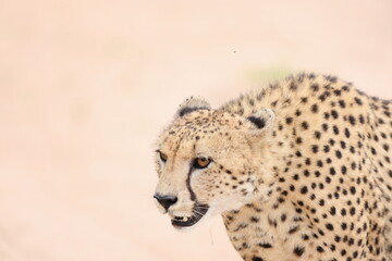 The cheetah (Acinonyx jubatus jubatus) is a species of large feline and the only living member of the genus Acinonyx. This photo was taken in Kruger National Park, South Africa. © feathercollector