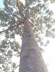 Fototapeta premium Majestic View Looking Up a Durian Tree Trunk.