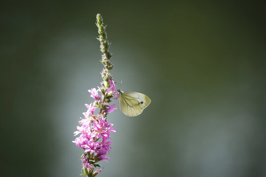 Ein Blutweiderich (Lythrum salicaria) mit purpurrosa Bl&uuml;tenkerzen, auf dem ein Schmetterling aus der Familie der Wei&szlig;linge (Pieridae), wie ein kleiner oder gro&szlig;er Kohlwei&szlig;ling, sitzt