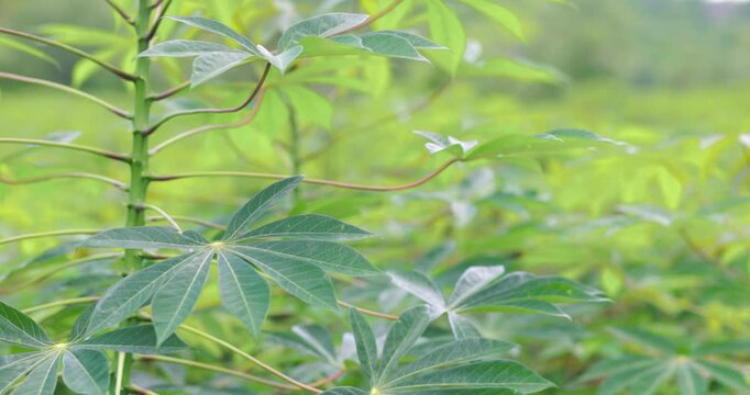 Cassava plants with fresh green leaves growing in a tropical farm under natural light, sustainable agriculture, food crops, cultivation, and rural farming