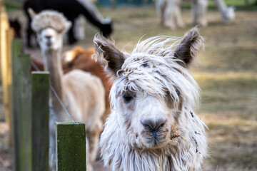 Naklejka premium Beige Lama pacos or alpaca, close up