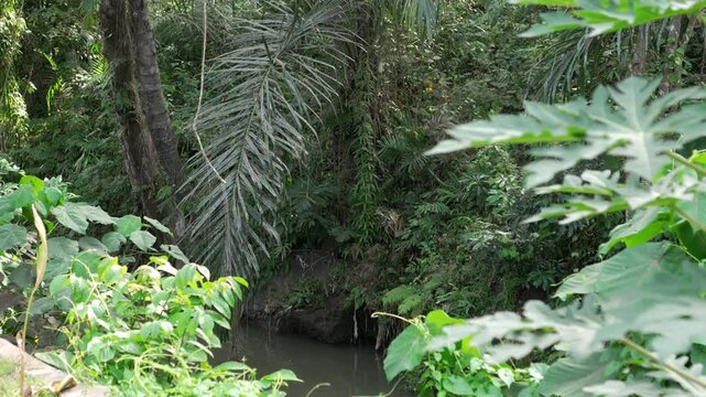 Tropical jungle stream papaya leaf foreground dense green rainforest foliage Bali slow pan b roll
