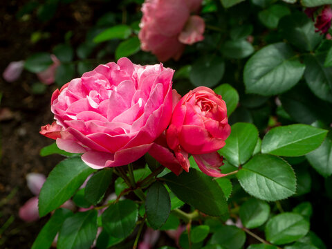 Bright pink roses and green leaves grow on a branch in the garden. Cultivated roses. Pomponella or Baronessa varieties, or similar ones. Close-up.