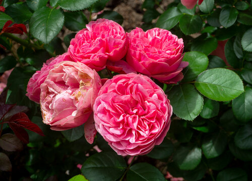 Beautiful bright pink roses, and among them, a flower with yellow spots that is withering from age or disease. Cultivated roses. Pomponella or Baronessa varieties, or similar ones. Close-up.