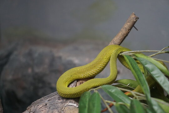 Green snake coiled around a tree branch