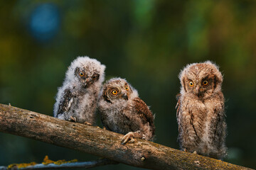 Portrait of three fluffy nestling Eurasian scops owls Otus scops perched on a tree branch in a forest. Close-up of a young wild owl chick in Wildlife habitat, featuring soft feathers, expressive eyes. © EvgeniyQW