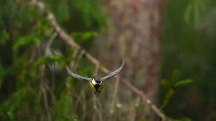 Great Tit (Parus major) in Flight, Head-On Action Shot Against Blurred Green Woodland Background © Banu