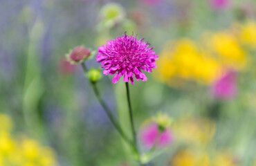 Fototapeta premium Scabious flower. Flowering nature closeup. Macro of flowering Macedonian scabious plant. Purple exotic scabious flower. Natural flower plant. Flora nature. Blooming flower in nature. Colorful blossom