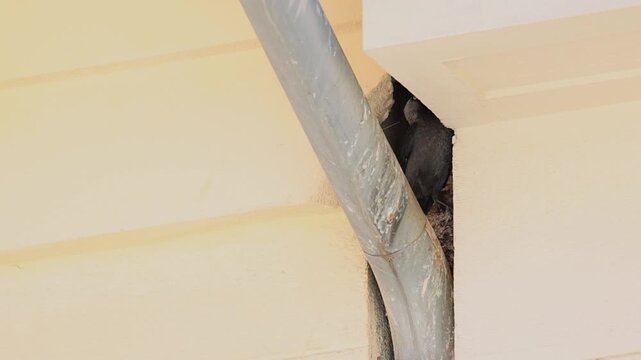 Urban Common Jackdaw in Bright Daylight