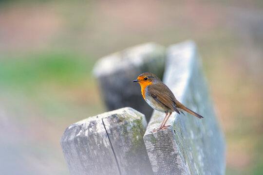 Robin.