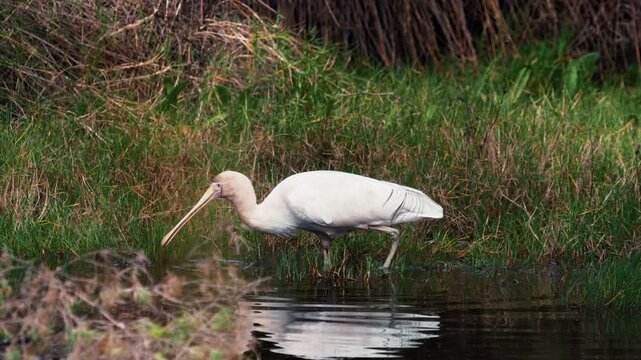 White waterbird spoonbill with a distinct spoon shaped bill searching for fish and small prey in the marshy edge of a natural pond
