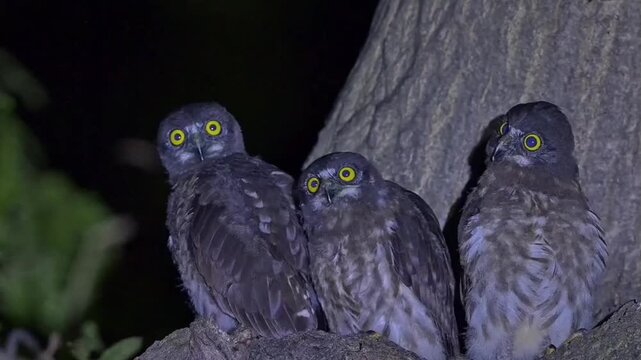 Three Oriental Scops Owl Chicks Inside Tree Hollow