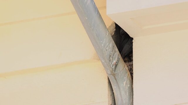 Urban Common Jackdaw in Bright Daylight