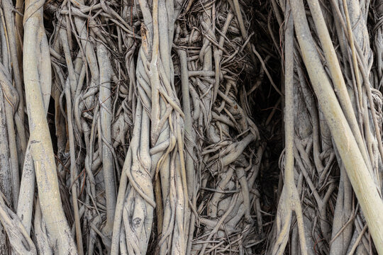 Entangled Banyan Tree Roots Texture Natural Abstract Background