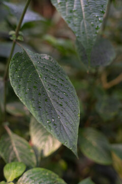 Dew Drops on Green Leaf