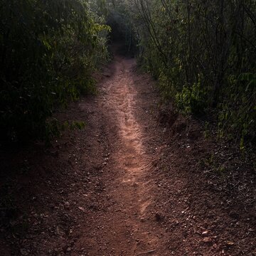 Narrow dirt trail through dark dense forest undergrowth