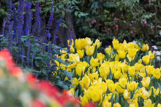 Bright Yellow Tulips and Purple Salvia Blooming in a Colorful Spring Garden