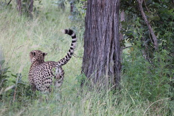The cheetah (Acinonyx jubatus jubatus) is a species of large feline and the only living member of the genus Acinonyx. This photo was taken in Kruger National Park, South Africa. © feathercollector