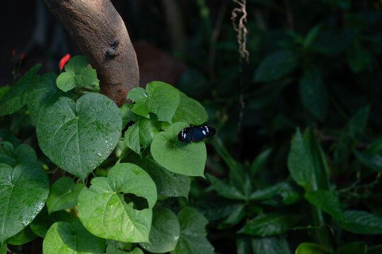 Close-up of a butterfly on green leaves in a lush forest