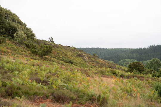 Rolling coastal hills with wild vegetation and distant forest