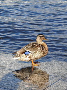A wild duck on a rock near the river