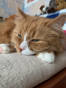 Cute ginger cat sleeping on a bed
