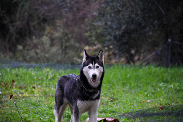 Portrait of a happy Siberian Husky with beautiful blue eyes looking at the camera while standing in the rain. Adorable purebred dog enjoying the outdoors in a wet, green field. © AgioiDouloi