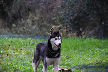 Beautiful Siberian Husky with piercing blue eyes standing in a green field during a light rain. Portrait of an alert and majestic purebred dog in nature with a wet fur coat. © AgioiDouloi