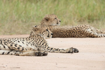 The cheetah (Acinonyx jubatus jubatus) is a species of large feline and the only living member of the genus Acinonyx. This photo was taken in Kruger National Park, South Africa. © feathercollector