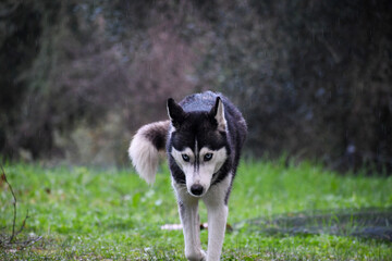 An intense Siberian Husky with piercing blue eyes walks towards the camera through a wet green field. Dynamic portrait of a beautiful purebred wolf-like dog in motion. © AgioiDouloi