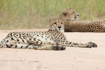 The cheetah (Acinonyx jubatus jubatus) is a species of large feline and the only living member of the genus Acinonyx. This photo was taken in Kruger National Park, South Africa. © feathercollector