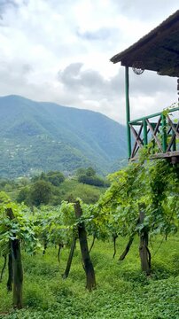 Beautiful vinery afrm in Georgia, mountain hills with vines and the small house in Adjaria area of Georgia