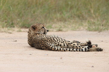 The cheetah (Acinonyx jubatus jubatus) is a species of large feline and the only living member of the genus Acinonyx. This photo was taken in Kruger National Park, South Africa. © feathercollector