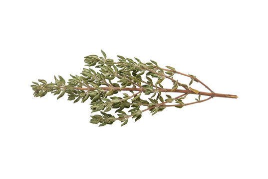 Fresh green thyme sprig isolated on a black background
