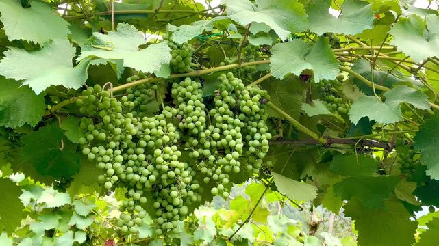 A winery with beautiful green grape vines on a mountain farm in Georgia.