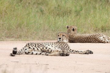 The cheetah (Acinonyx jubatus jubatus) is a species of large feline and the only living member of the genus Acinonyx. This photo was taken in Kruger National Park, South Africa. © feathercollector