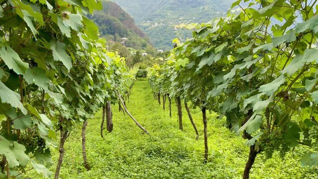 A winery with beautiful green grape vines on a mountain farm in Georgia.