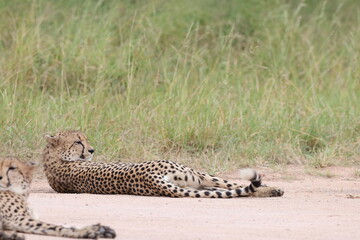 The cheetah (Acinonyx jubatus jubatus) is a species of large feline and the only living member of the genus Acinonyx. This photo was taken in Kruger National Park, South Africa. © feathercollector