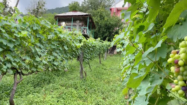 Beautiful vinery afrm in Georgia, mountain hills with vines and the small house in Adjaria area of Georgia