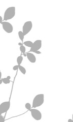Obraz premium Shadow of a leafy branch on a white wall, overlay for design isolated on transparent background