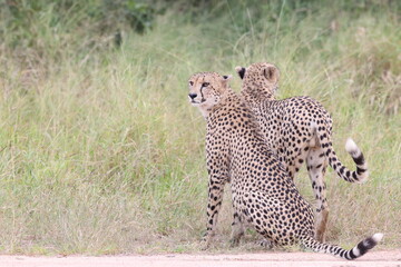 The cheetah (Acinonyx jubatus jubatus) is a species of large feline and the only living member of the genus Acinonyx. This photo was taken in Kruger National Park, South Africa. © feathercollector