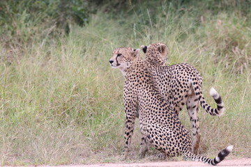 The cheetah (Acinonyx jubatus jubatus) is a species of large feline and the only living member of the genus Acinonyx. This photo was taken in Kruger National Park, South Africa. © feathercollector