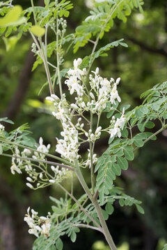 Beautiful Moringa (Moringa oleifera) flowers.